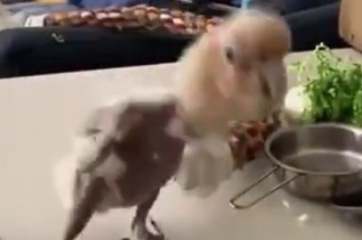 Dance Feathers Off: This Parrot's Hilarious Moves Will Leave You in Stitches!