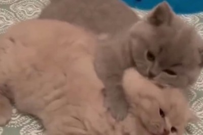 Double Trouble: The Grey Cat Chronicles!