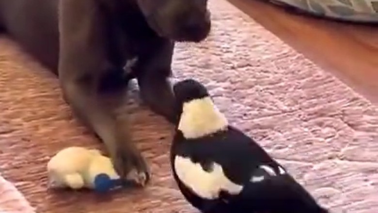 Feathered Frenemies: Doggo vs Crow Collision Comedy!