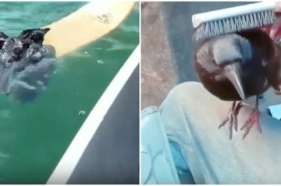 Heartwarming Rescue: Man Saves Smart Crow from Peril