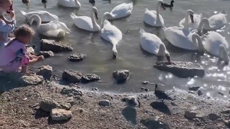 Hilarious Chaos Alert! Watch as a Goose Crashes the Beach Party!