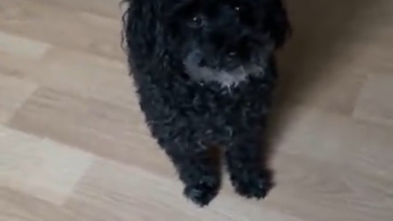 Hilarious Tiny Pup Takes on Big Adventures!