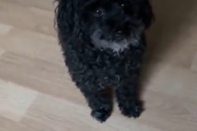 Hilarious Tiny Pup Takes on Big Adventures!