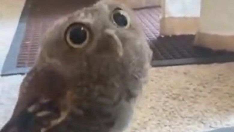 Hoots of Happiness: Watch This Hilarious Owl Spread Joy in the Funniest Ways! π¦ππ