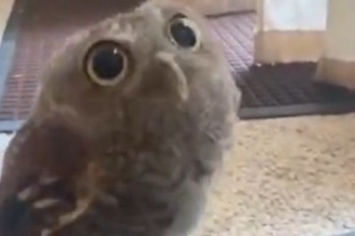 Hoots of Happiness: Watch This Hilarious Owl Spread Joy in the Funniest Ways! 🦉😂🎉