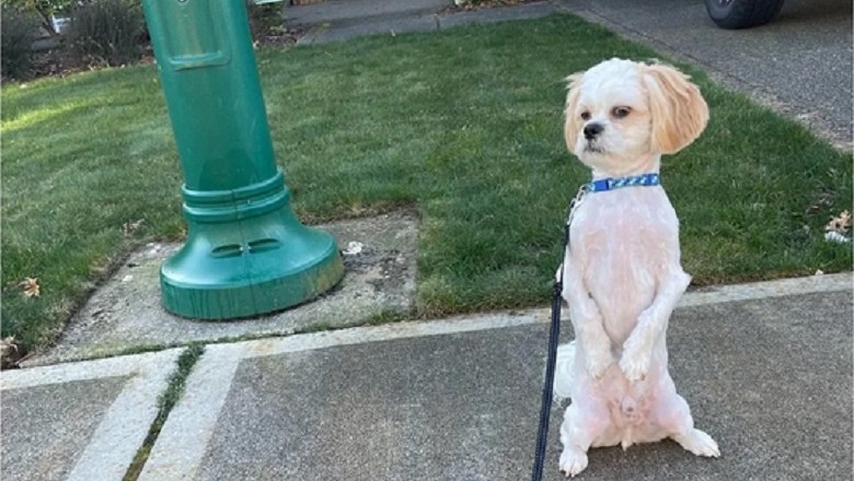 Mochi the Metamorphosis: The Hilarious Haircut Reaction That Broke the Internet