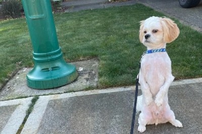 Mochi the Metamorphosis: The Hilarious Haircut Reaction That Broke the Internet