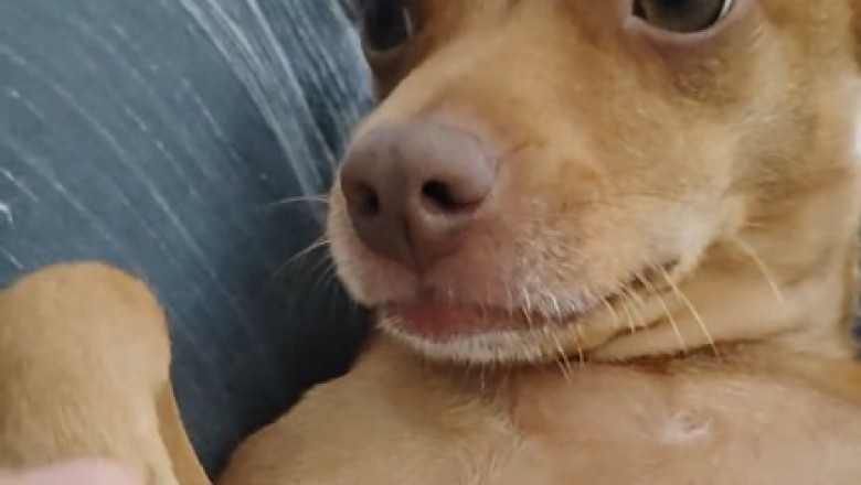 Paws for Drama: Hilarious Tale of a Dog Who 'Adopted' the Wrong Human!