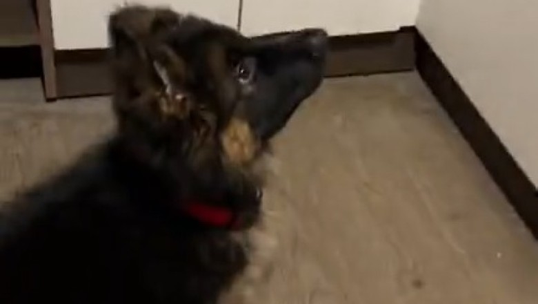 Pint-sized Shepherd vs. Feisty Feline: An Epic Chase Battle of Fluff and Fury!