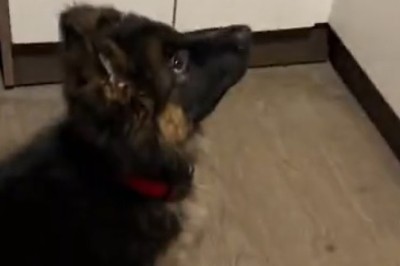 Pint-sized Shepherd vs. Feisty Feline: An Epic Chase Battle of Fluff and Fury!