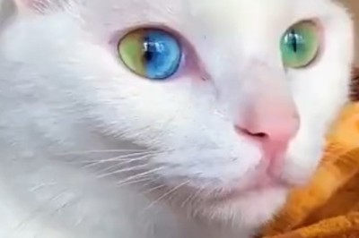 Purr-fectly Adorable Affectionate Cat Melts Hearts Everywhere!