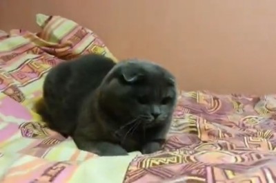 Purr-fectly Hilarious: The Day in the Life of a Comically Clumsy Cat!