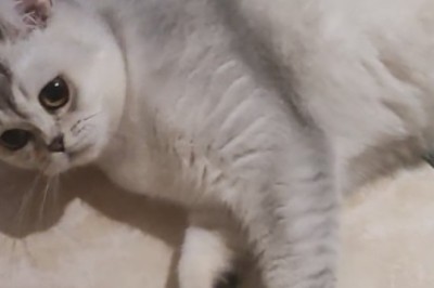 Purrfect Gentlekitty: Meet the Most Polite Cat You'll Ever See!