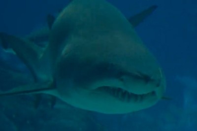 Shark Attack! But not what you think...