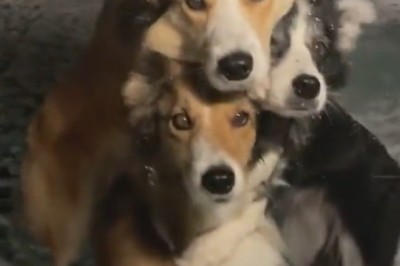 Trio of Tail Waggers: The Three Wonderful Dogs That Will Melt Your Heart!