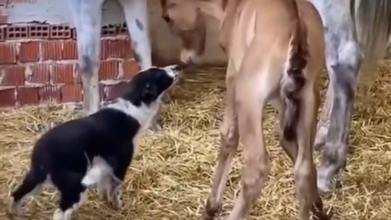 Unlikely Besties: Horse & Hound Take Friendship to New Galloping Heights!