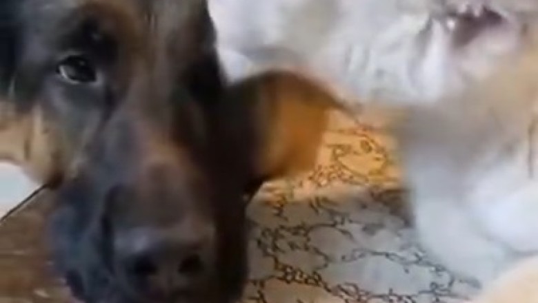 Unlikely Love Story: Tiger Kisses Shepherd?!