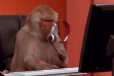 Wild Monkey Business Unleashed! Prepare for Some Ape-solutely Hilarious Shenanigans!