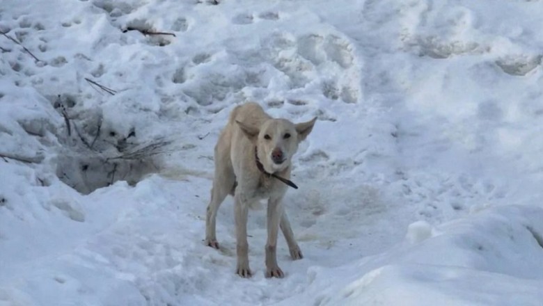 Yoshi's Journey: A Tale of Resilience and Redemption That Touched Millions