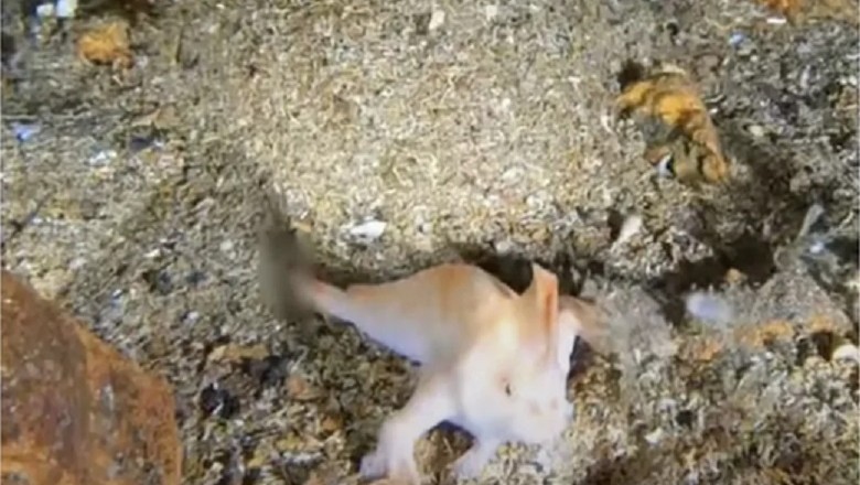 Unveiling the Mystery: Discovery of a Rare Fish with Arms in a Sunken Ship