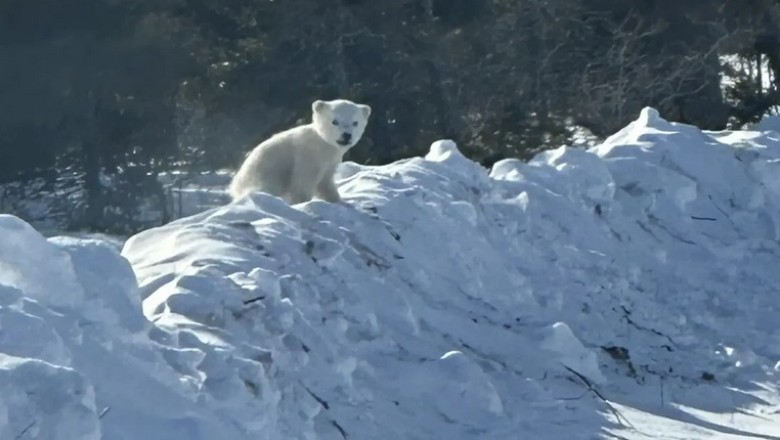 Unbelievable Encounter: Ontario Man Meets Bear Family on the Road!