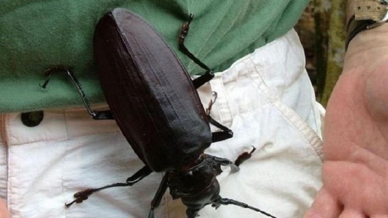 Unveiling the Enigmatic Titanus Giganteus Beetle: Exploring Earth's Giant Realm in the Amazon Rainforests!