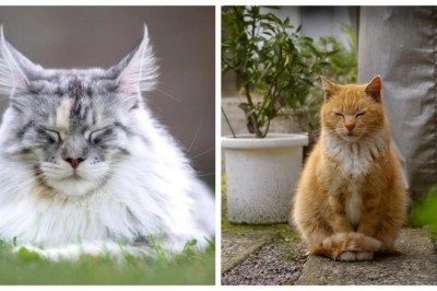 Unveiling the Secrets of Zen: How Cats Master Enlightenment