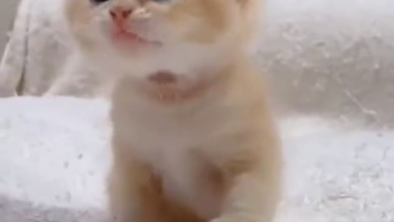 Adorably Beautiful Kitten Takes the Internet by Storm!