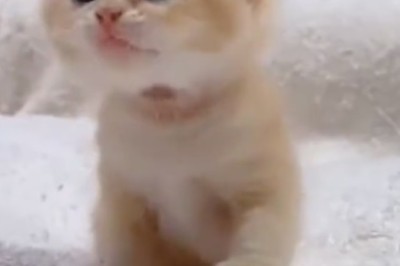 Adorably Beautiful Kitten Takes the Internet by Storm!