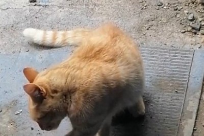 Cat Discovers Hidden Treasure: Hilarious Encounter with a Laurel!