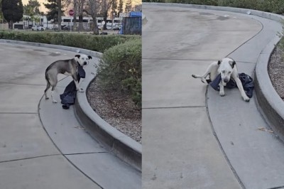 Heartwarming Rescue of Dog Abandoned with Noose Around His Neck