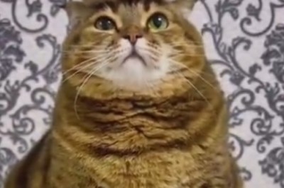 Hilarious Cat Takes Hair Styling to a Whole New Level!