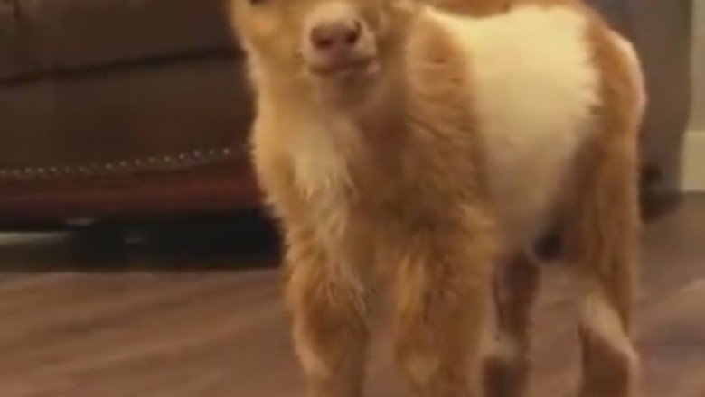 Hilarious Moment: Capricorn Breaks Out into Epic Dance Moves!