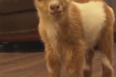 Hilarious Moment: Capricorn Breaks Out into Epic Dance Moves!