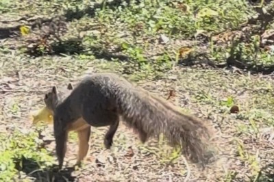 Pawsitively Hilarious: Funny Pets Who Rule the Roost!