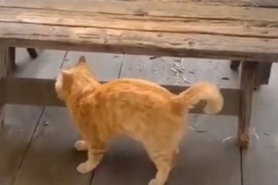 Cat Alarm Clock: The Hilarious Wake-Up Call You Need!