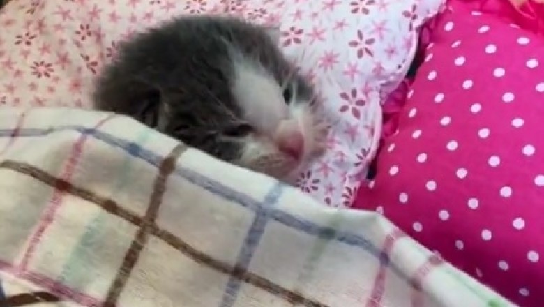 Cat Naps &amp; Capers: The Adorable Struggle of a Sleep-Deprived Kitten!