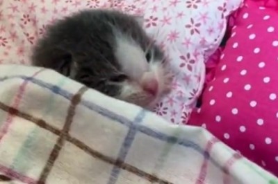 Cat Naps & Capers: The Adorable Struggle of a Sleep-Deprived Kitten!