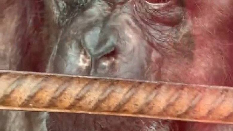 Gorilla Gloom to Gorilla Glam: The Hilarious Transformation of a Sad Ape!