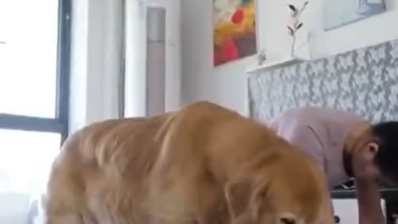 Hilarious Workout Routine: Watch This Pooch Sweat It Out with Its Owner!