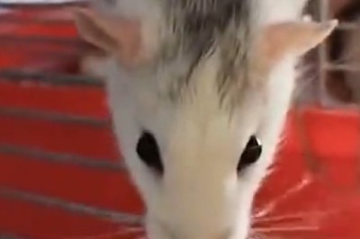 Mighty Mouse Madness: The Hilarious Hijinks of a Wonderful rodent!