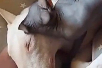 Pawsitively Hilarious: The Epic Saga of a Dog and Cat Duo!