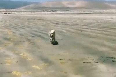 Pets Being Silly: Prepare to Burst Into Laughter!