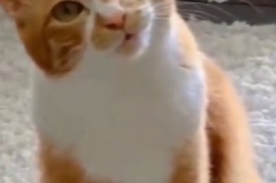 Purr-fectly Adorable: The Cutest Cat Video You'll Ever See!