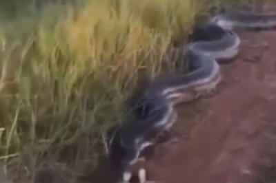 Snakey Business: When a Car Driver Encounters a Slithery Surprise on the Road!