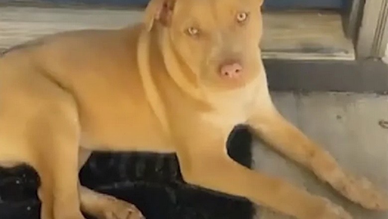 The Curious Case of the Attempted Dog Theft: A Tale of Courage and Vigilance