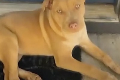 The Curious Case of the Attempted Dog Theft: A Tale of Courage and Vigilance