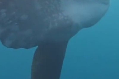 Watch these Hilarious Fish Making Waves in the Funniest Underwater Shenanigans!