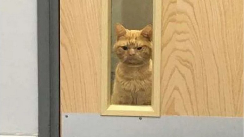 Abandoned and Alone: The Heartbreaking Tale of Saul the Stray Kitten