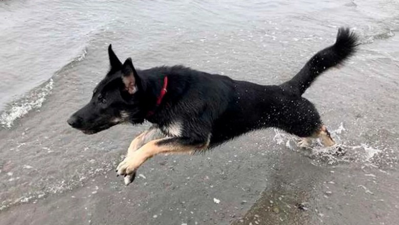 From Shelter Pup to Hero: Meet Tino, the Service Dog Who Saved a Life!
